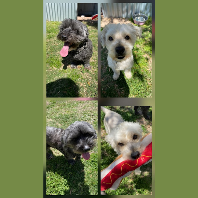 Photo of Marley & Bruno