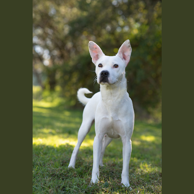 Photo of Casper