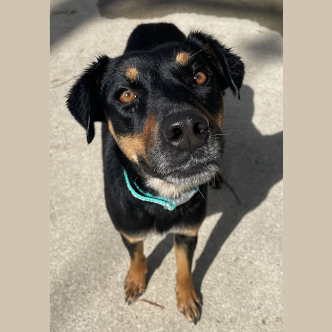 Photo of Kahlua