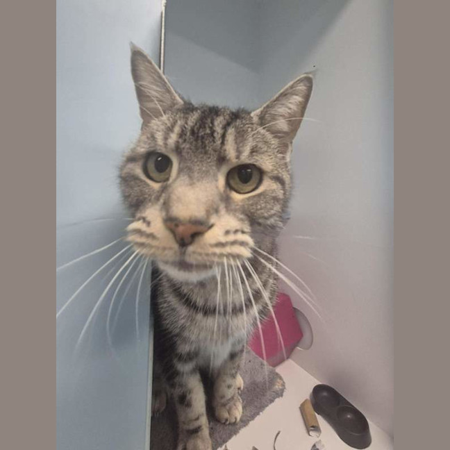 Photo of Zelda