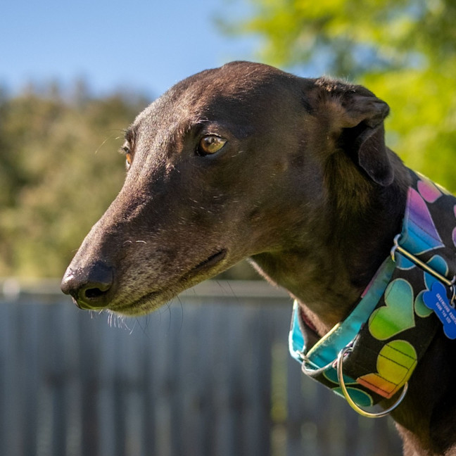 Photo of Poppet The Greyhound