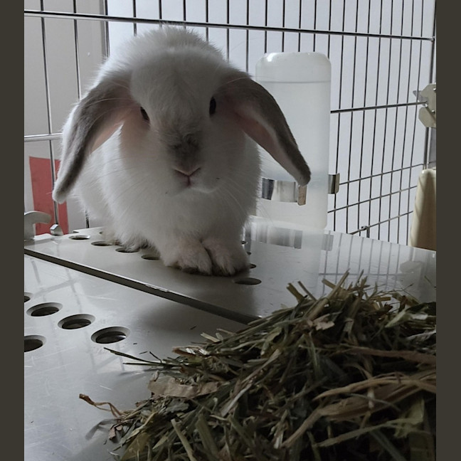 Photo of Queen Eliza Bun  Meet Me @ Petstock Double Bay! 