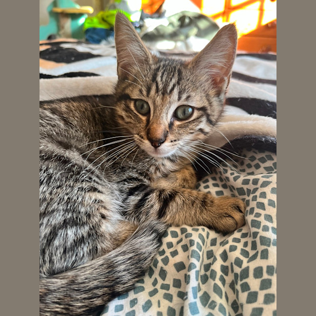 Photo of Bear *9 Lives Project Rescue*