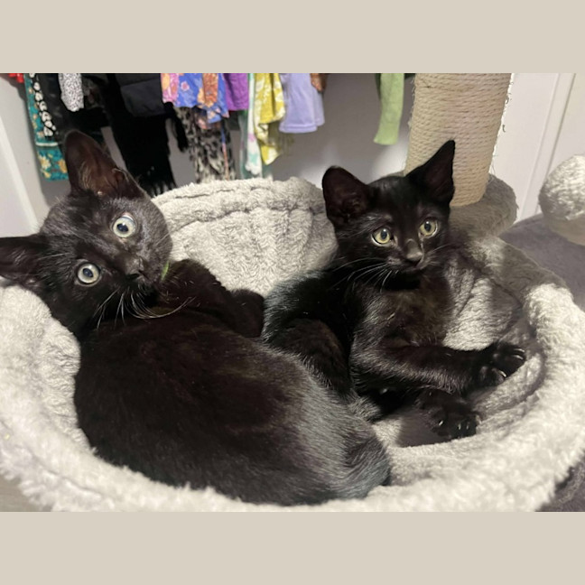 Photo of Bagheera