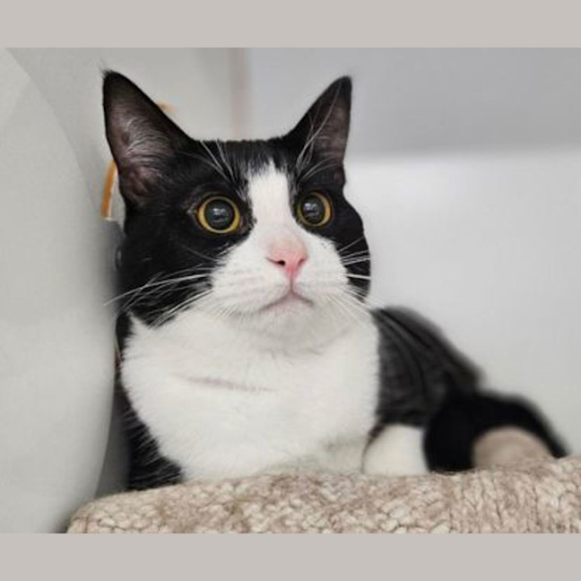 Photo of Felix