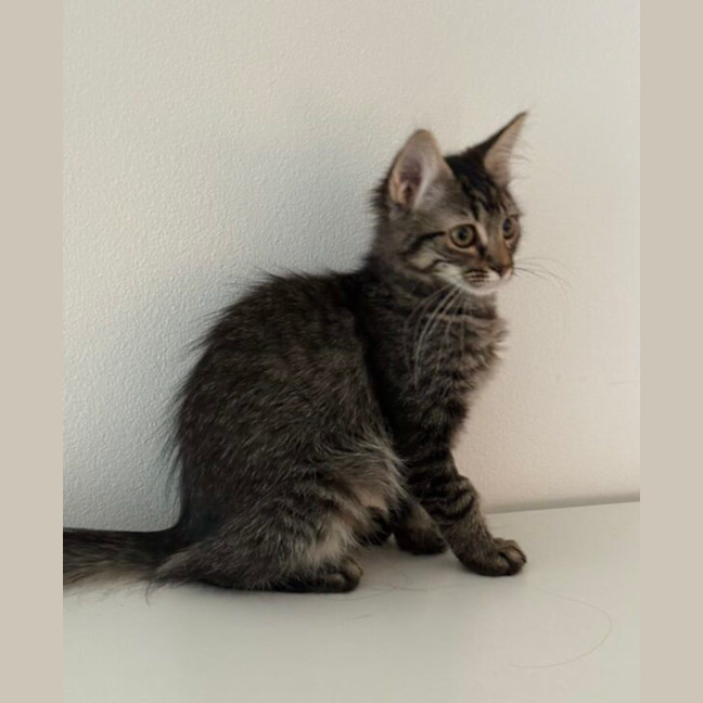 Photo of Waffle