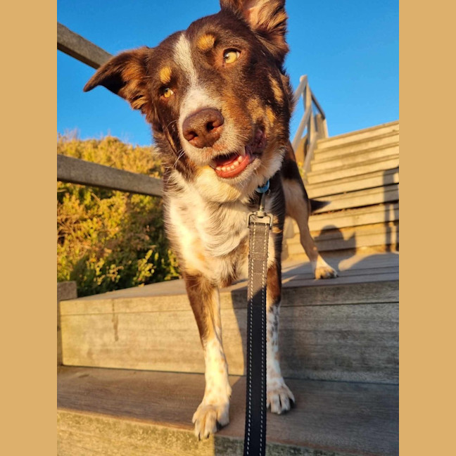 Photo of Lacey
