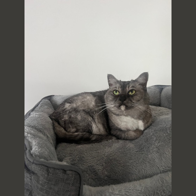 Photo of Mila   Located In Melbourne