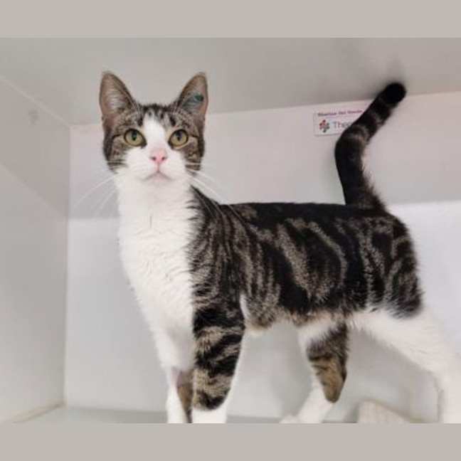 Photo of Delilah