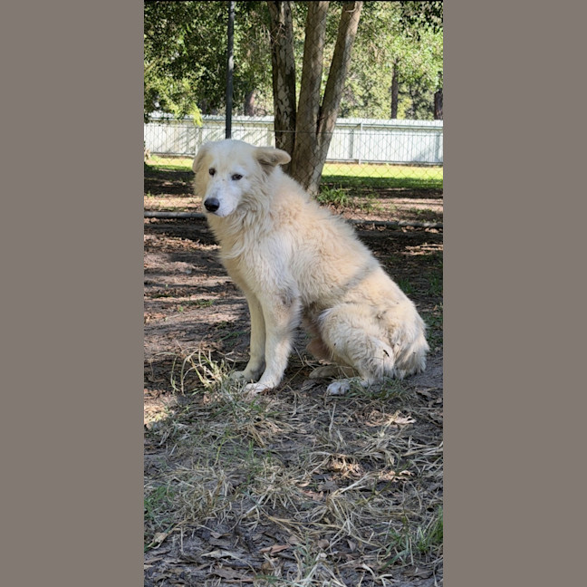 Photo of Caesar