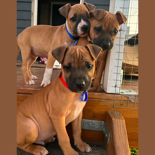 Photo of Charlee   10 Week Old Staffy X (Trial)
