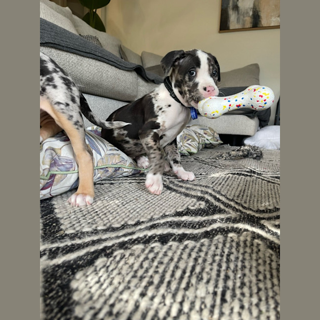 Photo of Loki   9 Week Old Catahoula X (Trial)