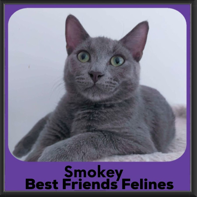Photo of Smokey 