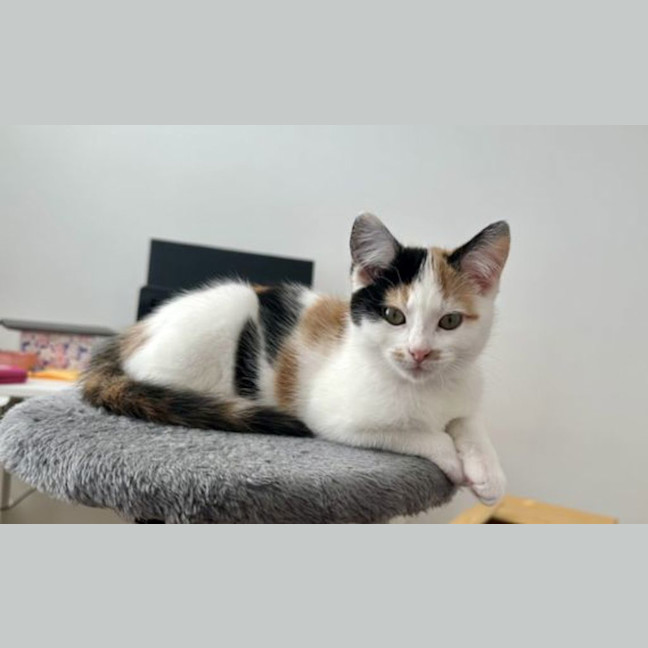 Photo of Crumpet