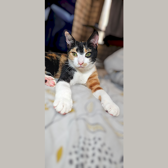 Photo of Callie