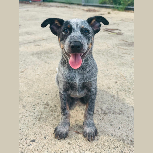 Photo of Bronco