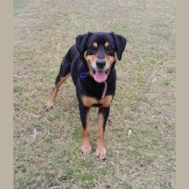 Photo of Jess   6 Year Old Kelpie X Labrador
