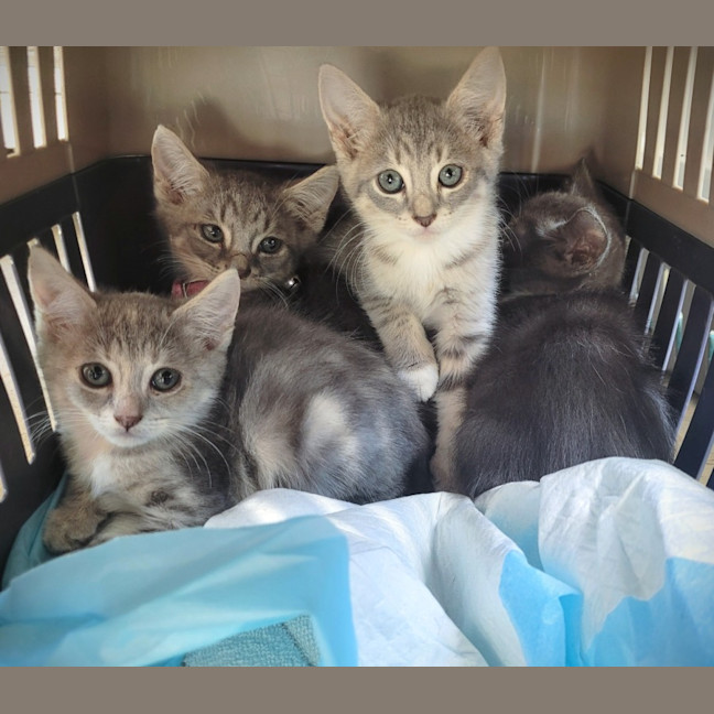 Photo of Prancer 🦌