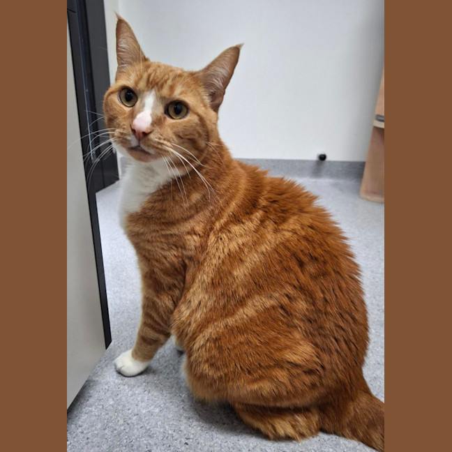 Photo of Felix (Bonded To Primrose)
