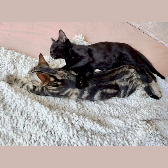 Photo of Asha & Kiki