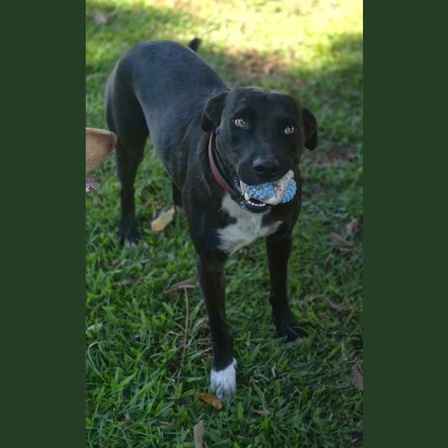 Photo of Scooby