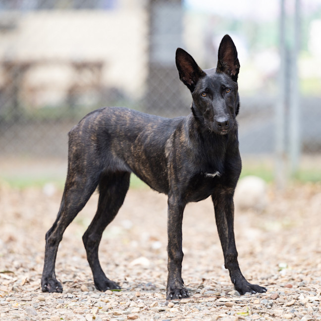 Photo of Prada (Fry)