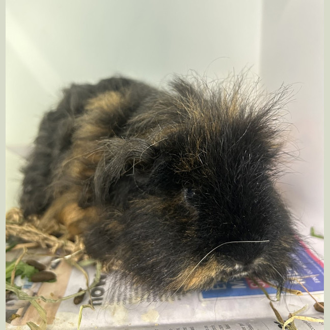 Photo of Pea (Bonded With Piggy)