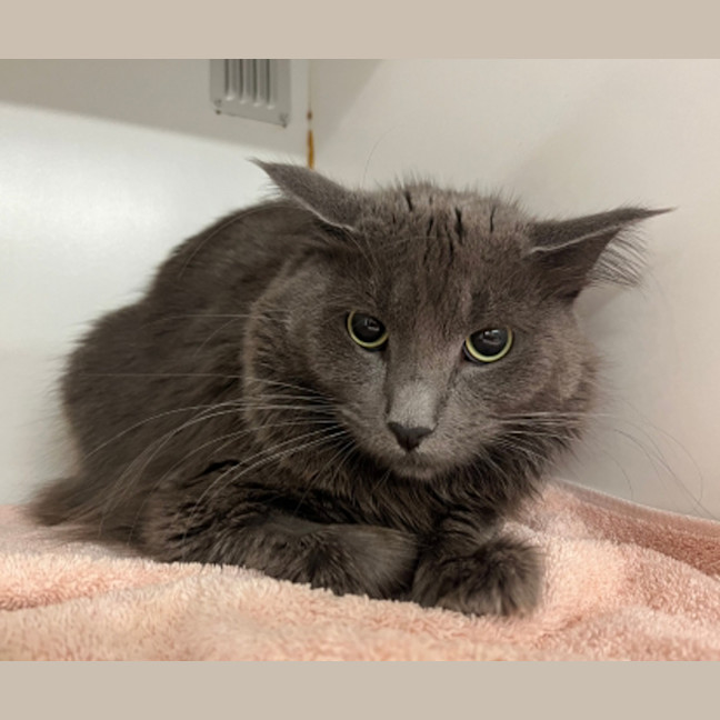 Photo of Phoenix
