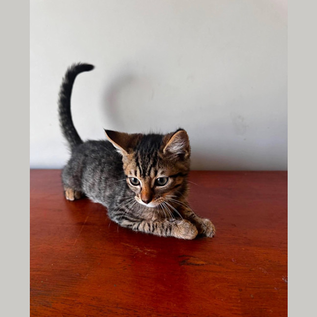 Photo of Vega