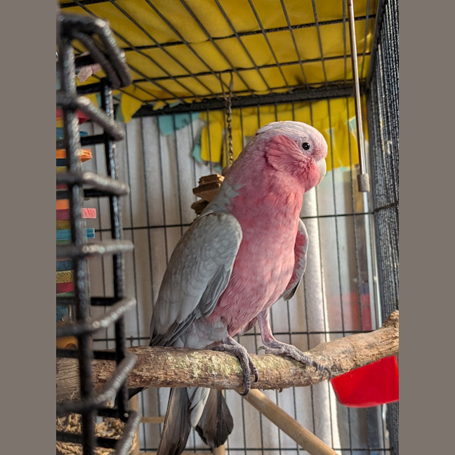 Photo of Karri