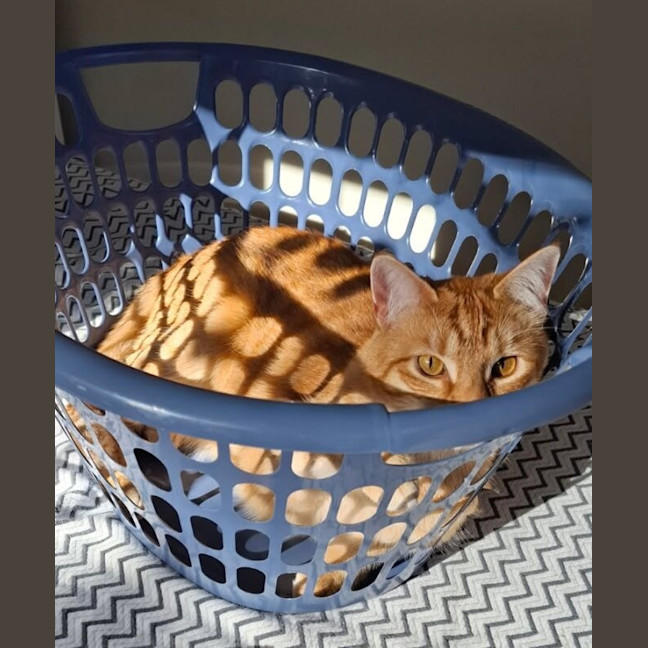 Photo of Rusty