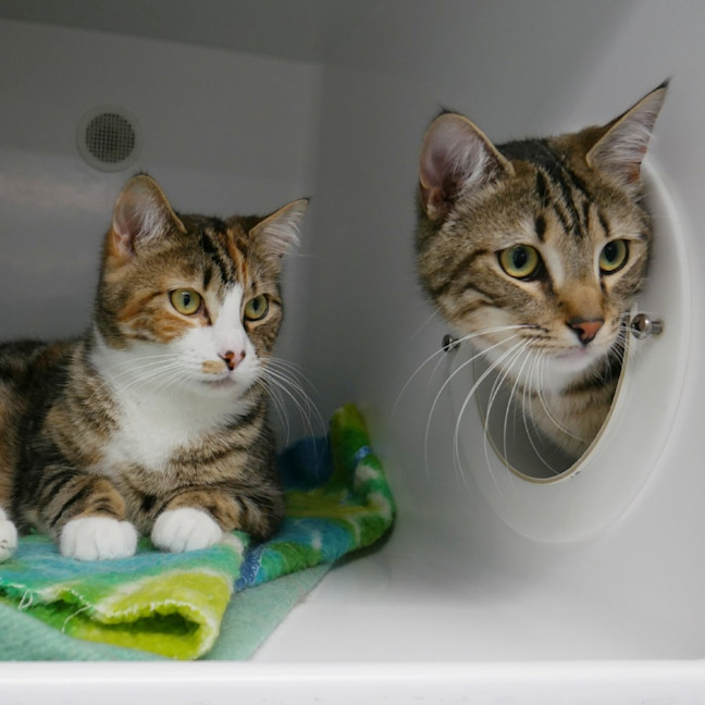 Photo of Maisey Rsuk013714 & Mekou Rsuk013713