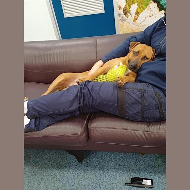 Photo of Honey