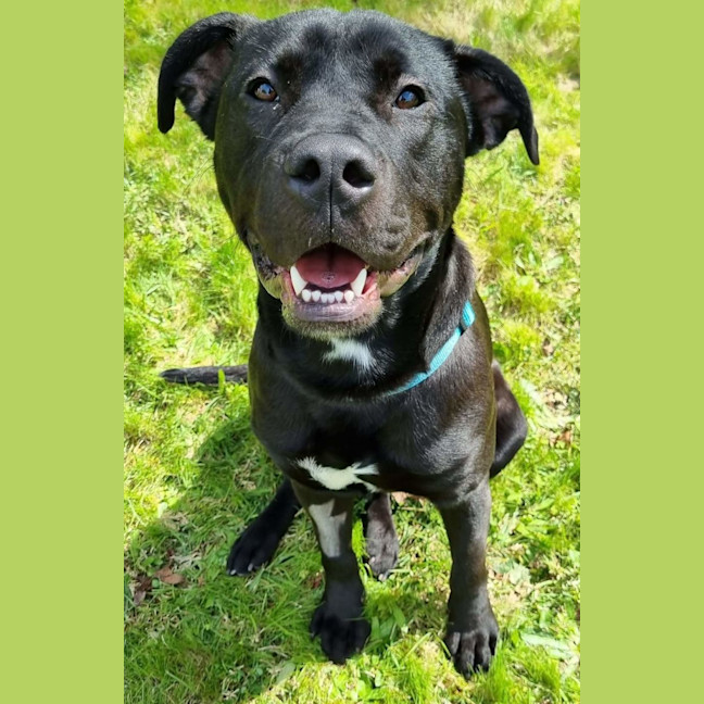 Photo of Cosmo