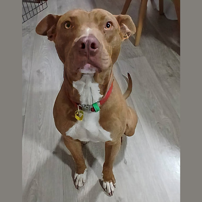 Photo of Rex