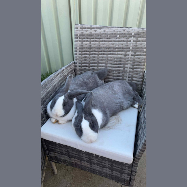 Photo of Clover & Connie