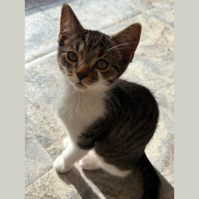 Photo of Squeak