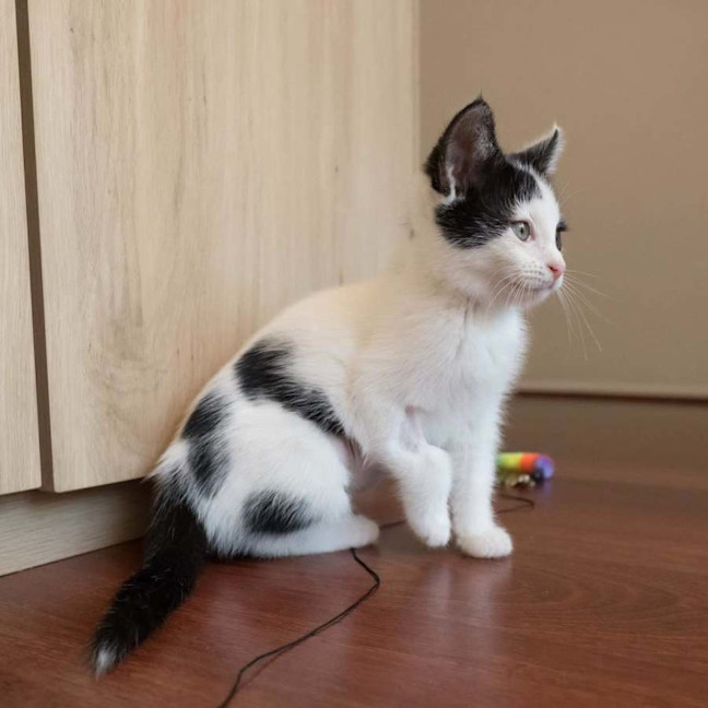 Photo of Daisy