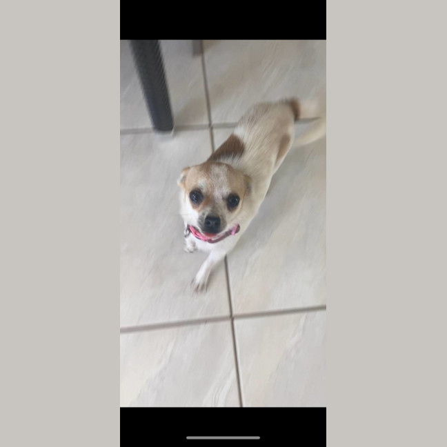 Photo of Opal And Smudge