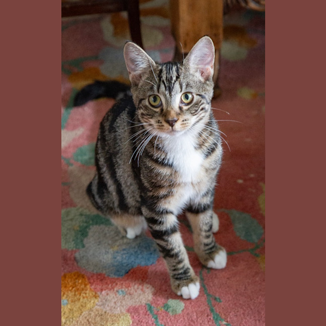 Photo of Banjo