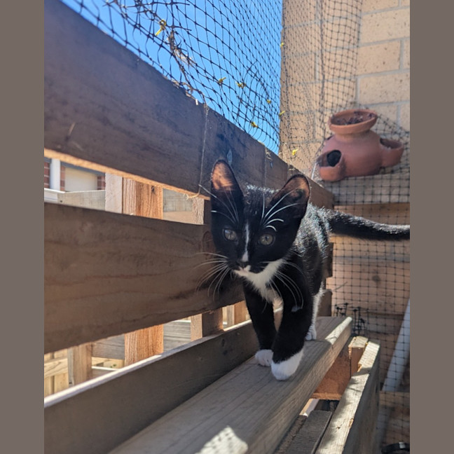 Photo of Nyx