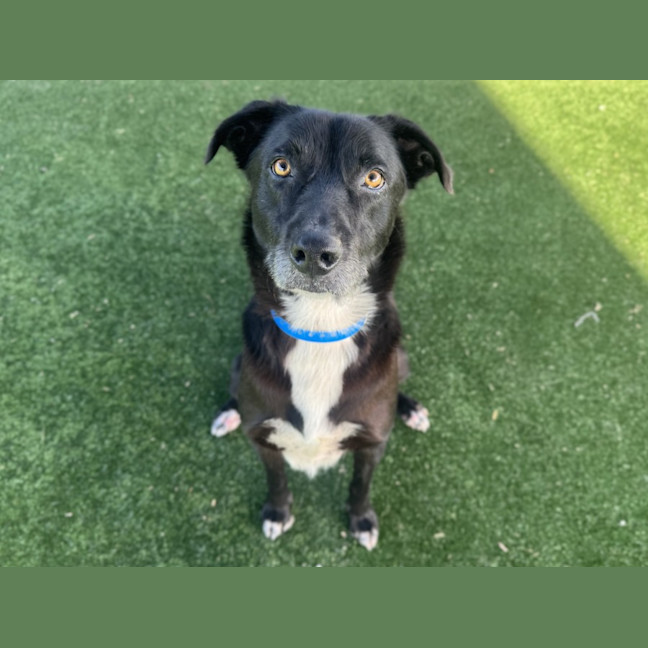 Photo of Bear Imp 1201