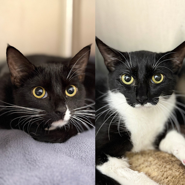 Photo of Oreo & Sushi