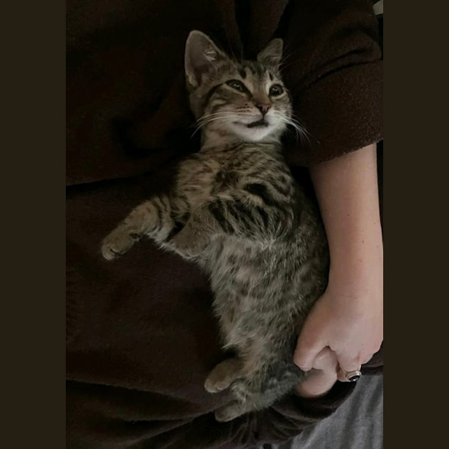 Photo of Lynx 