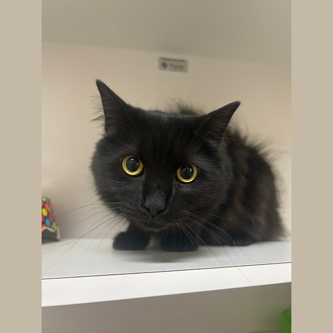 Photo of Turbo