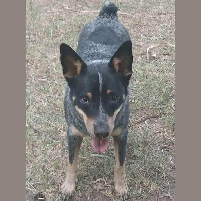 Photo of Sapphire