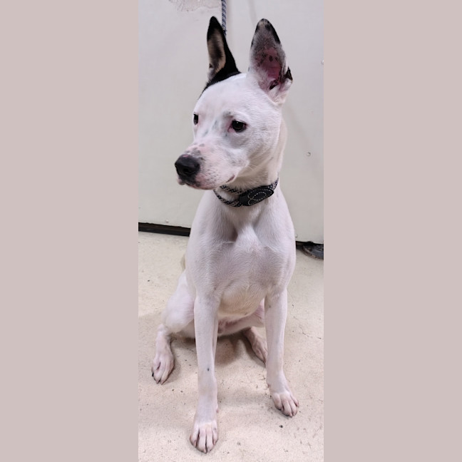 Photo of Mochi