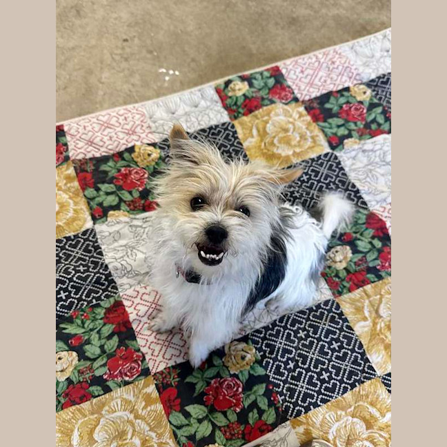 Photo of Otis