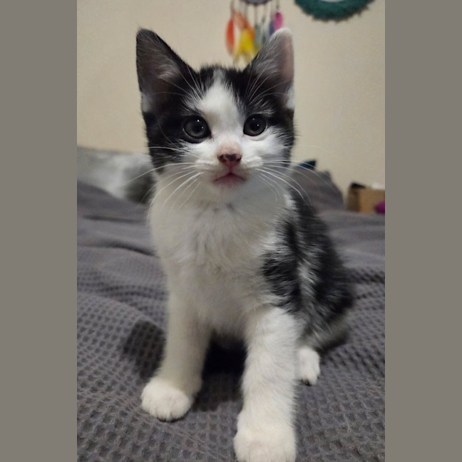Photo of Kitkat