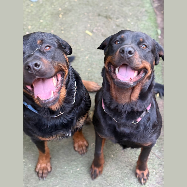 Photo of Rocky Bal / Skye